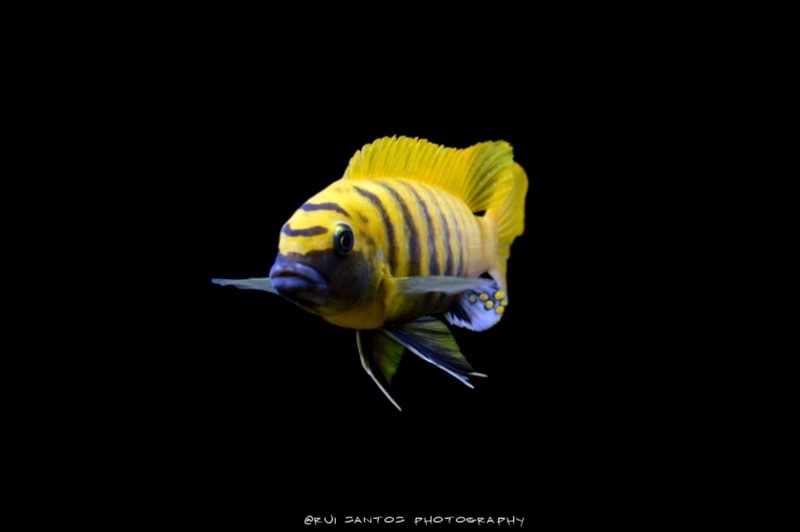 Maylandia sp. 'zebra gold' Kawanga